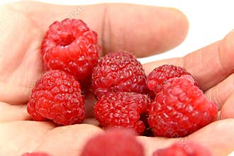 Juicy Raspberries – The Perfect Fruit for Your Menu