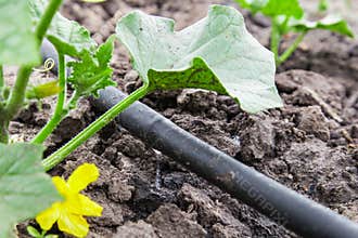 Drip irrigation system