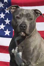 American staffordshire terrier