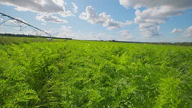 A beautiful lush green carrots field set beneath a bright and expansive blue sky for all to see