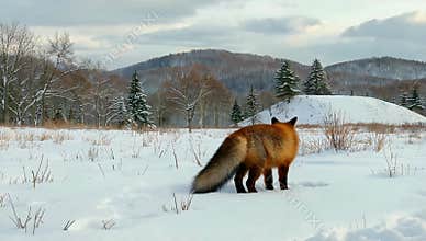 Red fox walking through a snowy winter landscape with mountains and trees in the background