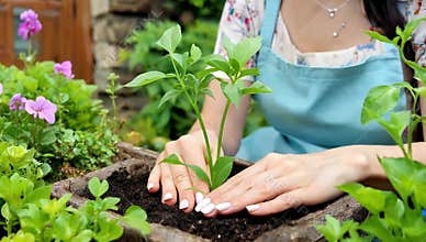 Woman carefully plants a seedling in a garden container surrounded by lush green foliage