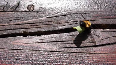Leaf-cutting bee