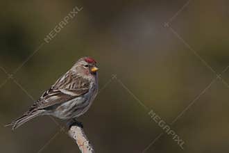 A small bird from Quebec, called a siskin