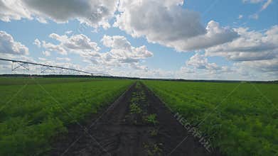 Vibrant and Lush Green carrots Fields Stretching Under a Beautiful Blue Sky Filled with Clouds
