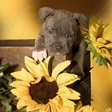 Adorable puppy