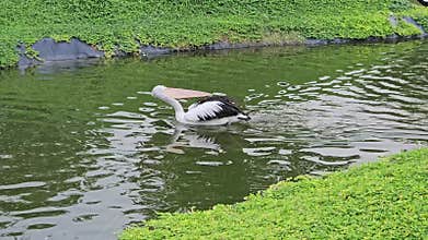 Pelican animal