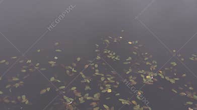 Fallen yellow leaves and ducks in the pond in public park in autumn