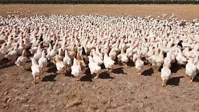 Large Broiler Chicken Flock Roaming Freely on Arid Farmland Under Bright Sunlight in Daytime Wide Shot View of White and Brown