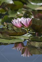 Pink Water Lily and reflection