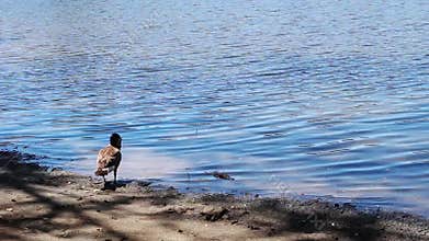Lone Canada Goose Standing On Edge Of Lake Preening