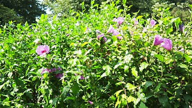 Hibiscus syriacus, Rose of Sharon or Syrian hibiscus is a flowering shrub native to East Asia, cultivated for its pink almost