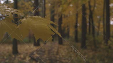Beautiful yellow and red trees in autumn park, it is rainy cloudy day