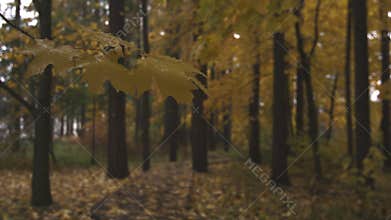 Beautiful yellow and red trees in autumn park, it is rainy cloudy day