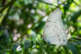 White Butterfly