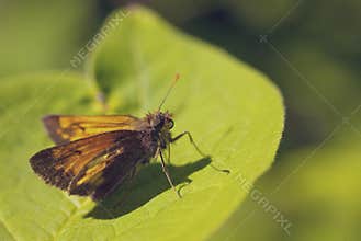 Macro of a butterfly on a leaf in the garden