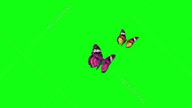 Butterflies green screen