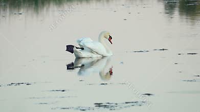 Mute swan (Cygnus olor). A white swan swims in a pond. Slow motion