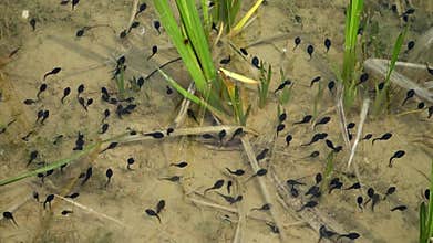 Tadpoles