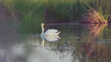 Mute swan (Cygnus olor). A white swan swims gracefully across a pond against a backdrop of reeds. Slow motion.