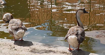 Two gooses are standing on the shore of little lake. Waterfowl
