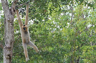 Female monkey hanging out