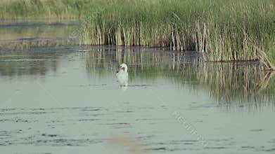 Mute swan (Cygnus olor). A white swan swims gracefully across a pond against a backdrop of reeds. Slow motion