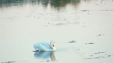 Mute swan (Cygnus olor). A white swan swims in a pond. Shakes her head and preens her feathers. Slow motion