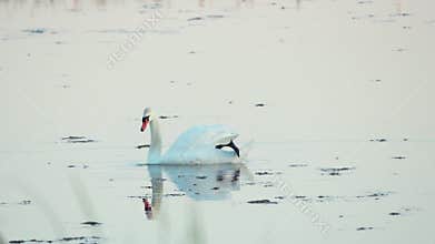 Mute swan (Cygnus olor). A white swan swims in a pond. Slow motion