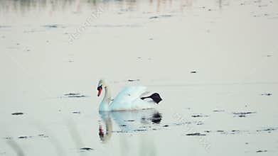 Mute swan (Cygnus olor). A white swan swims in a pond. Slow motion