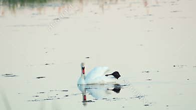 Mute swan (Cygnus olor). A white swan swims in a pond. Shakes her head and preens her feathers. Slow motion