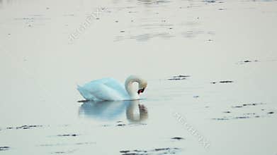 Mute swan (Cygnus olor). A white swan swims in a pond. Preens her feathers. Slow motion