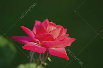 A miniature dewdrop with pink petals