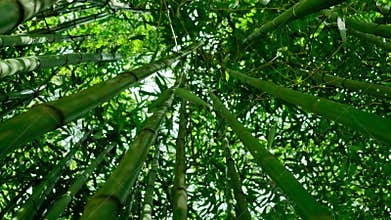 Bamboo forest 4K