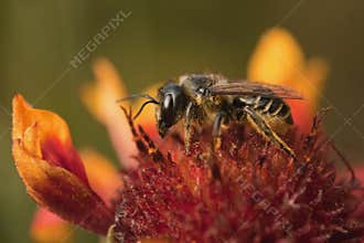 A bee on a garden flower