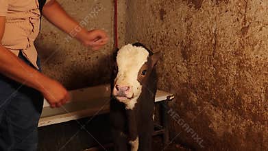 Veterinary Ophthalmology Exam of Blind Calf in Barn – Animal Care and Healthcare