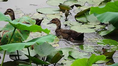 Three baby ducks