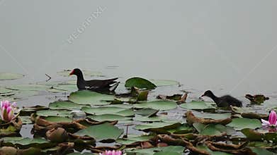Mother and baby waterfowl