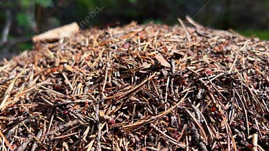 The video showcases a forest floor, featuring pine needles and ants