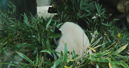 Giant Panda Eat Bamboo Leaves. Bear Or Simply, Is Bear Species Endemic To China. Panda Diplomacy. National Symbol Of