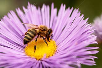Bees