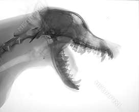 Dog head x-ray