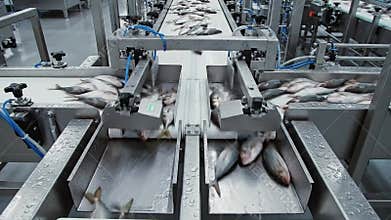 Modern Food Processing Factory Conveyor Belt Sorting Fresh Fish for Distribution and Consumption