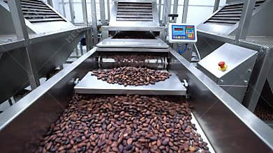 Automated Conveyor Belt System Sorting Raw Cacao Beans in a Modern Food Processing Factory with Industrial Machinery and Digital