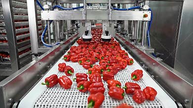 Automated Food Processing Industrial Machinery Sorting Red Bell Peppers on a Conveyor Belt System for Agricultural Production