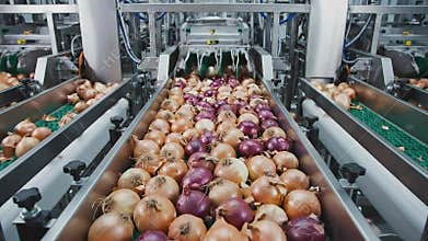 Industrial food processing line sorting fresh yellow and red onions on automated conveyor belts with bright overhead lighting