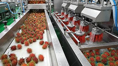 Automated Food Processing Line Washing Rambutan Fruit with Rotating Brushes Industrial Equipment Cleanliness Factory