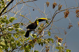 Green Toucan in Osa Peninsula, Costa Rica