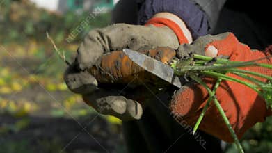 The farmer shows off freshly harvested carrots