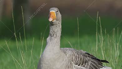 Greylag goose preening feathers in a green meadow